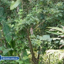 Bicivan Tour Kayak Rio Selva Amazonas Colombia
