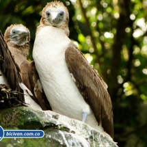 Bicivan Tour Kayak Mar Bahia Malaga Juanchaco Ladrilleros Pacifico Colombia