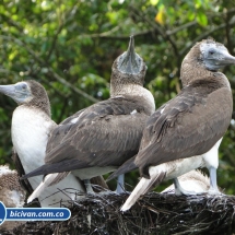 Bicivan Tour Kayak Mar Bahia Malaga Juanchaco Ladrilleros Pacifico Colombia