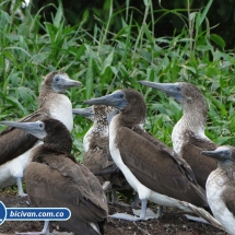 Bicivan Tour Kayak Mar Bahia Malaga Juanchaco Ladrilleros Pacifico Colombia
