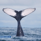 Bicivan Tour Kayak Mar Bahia Malaga Juanchaco Ladrilleros Pacifico Colombia