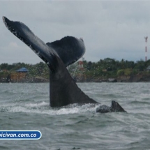 Bicivan Tour Kayak Mar Bahia Malaga Juanchaco Ladrilleros Pacifico Colombia