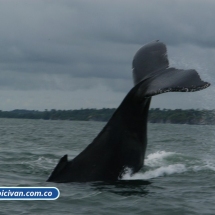 Bicivan Tour Kayak Mar Bahia Malaga Juanchaco Ladrilleros Pacifico Colombia