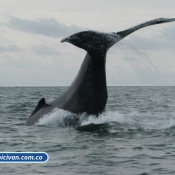 Bicivan Tour Kayak Mar Bahia Malaga Juanchaco Ladrilleros Pacifico Colombia