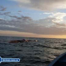 Bicivan Tour Kayak Mar Bahia Malaga Juanchaco Ladrilleros Pacifico Colombia