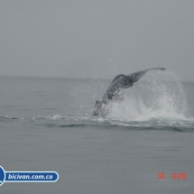 Bicivan Tour Kayak Mar Bahia Malaga Juanchaco Ladrilleros Pacifico Colombia