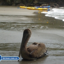 Bicivan Tour Kayak Mar Bahia Malaga Juanchaco Ladrilleros Pacifico Colombia