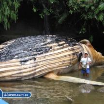 Bicivan Tour Kayak Mar Bahia Malaga Juanchaco Ladrilleros Pacifico Colombia