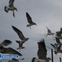 Bicivan Tour Kayak Mar Bahia Malaga Juanchaco Ladrilleros Pacifico Colombia