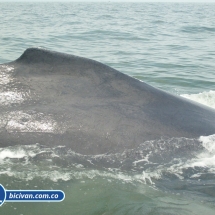 Bicivan Tour Kayak Mar Bahia Malaga Juanchaco Ladrilleros Pacifico Colombia