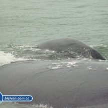 Bicivan Tour Kayak Mar Bahia Malaga Juanchaco Ladrilleros Pacifico Colombia