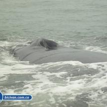 Bicivan Tour Kayak Mar Bahia Malaga Juanchaco Ladrilleros Pacifico Colombia