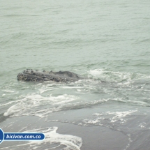 Bicivan Tour Kayak Mar Bahia Malaga Juanchaco Ladrilleros Pacifico Colombia
