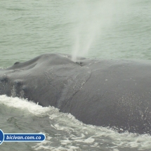 Bicivan Tour Kayak Mar Bahia Malaga Juanchaco Ladrilleros Pacifico Colombia