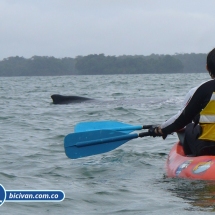 Bicivan Tour Kayak Mar Bahia Malaga Juanchaco Ladrilleros Pacifico Colombia