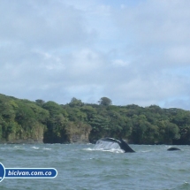 Bicivan Tour Kayak Mar Bahia Malaga Juanchaco Ladrilleros Pacifico Colombia