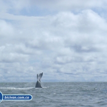 Bicivan Tour Kayak Mar Bahia Malaga Juanchaco Ladrilleros Pacifico Colombia