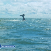 Bicivan Tour Kayak Mar Bahia Malaga Juanchaco Ladrilleros Pacifico Colombia