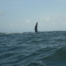 Kayak Bahia Malaga Colombia