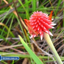 Bicivan Tour Rio Cerros de Mavecure Colombia