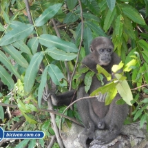 Bicivan Tour Rio Cerros de Mavecure Colombia