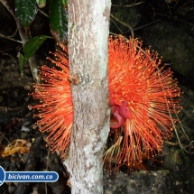 Bicivan Tour Kayak Mar Choco Nuqui Bahiasolano Utria Pacifico Colombia