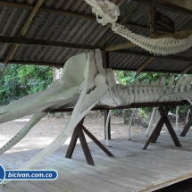 Bicivan Tour Kayak Mar Choco Nuqui Bahiasolano Utria Pacifico Colombia