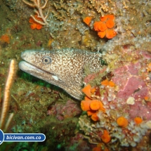 Bicivan Tour Kayak Mar Choco Nuqui Bahiasolano Utria Pacifico Colombia