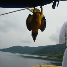 Bicivan Tour Kayak Mar Choco Nuqui Bahiasolano Utria Pacifico Colombia