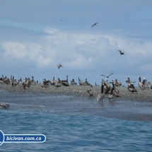 Bicivan Tour Kayak Buceo Mar isla gorgona Pacifico Colombia