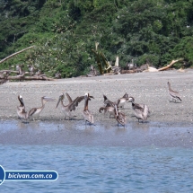 Bicivan Tour Kayak Buceo Mar isla gorgona Pacifico Colombia