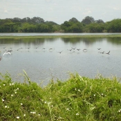 Laguna de Sonso Kayak Colombia