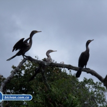 Bicivan Tour Kayak Rio Anchicaya Sabaletas Mar Valle del Cauca Pacifico Colombia