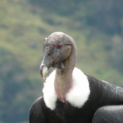 Bicivan Volcan Purace Colombia