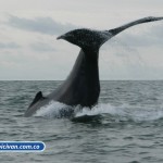 bicivan-tour-kayak-mar-bahia-malaga-juanchaco-ladrilleros-colombia-avistamiento-de-ballenas